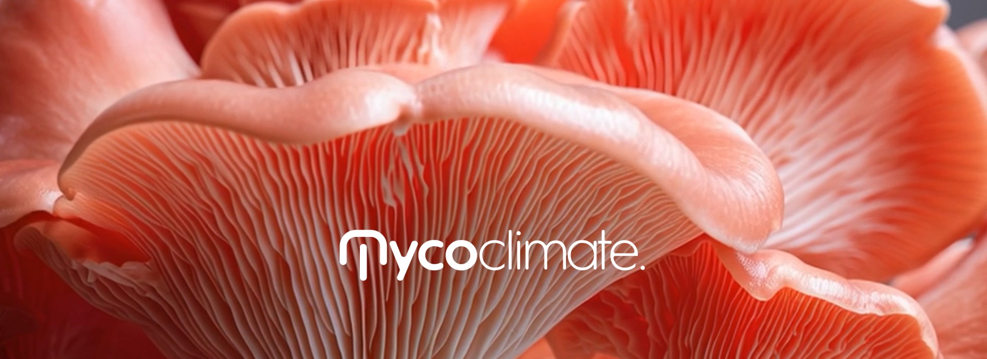 MycoClimate